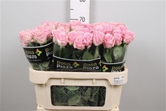 R Gr Heaven! 70cm