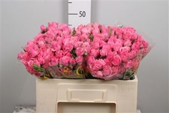 R Tr One Top 50cm 55+