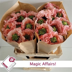 R Gr Magic Affairs! 60cm 3,5cm