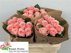 R Gr Elena 60cm