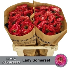 R Gr Lady Somerset 60cm