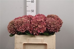 Hydr M Rodeo (CL) 50cm 17cm Ø