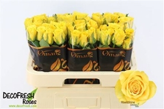 R Gr Rise & Shine 60cm