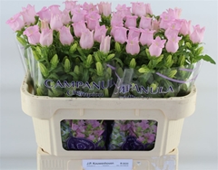 Camp M Pearl Pink