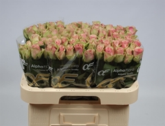 R Gr Belle Rose