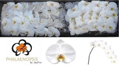 Phal Sensation White X45