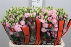 Eus G Rosi Bright Pi 70cm