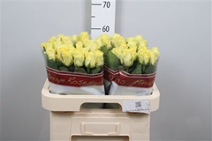 R Gr Minion Rose 60cm