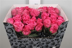 R Gr Kiss Me Kate 70cm