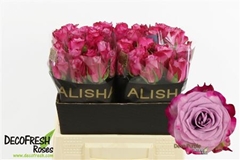 R Gr Deep Purple 40cm