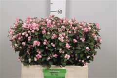 Sympho Mag Ruby Fall 60cm