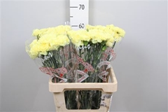 Di St Kiro 60cm 23