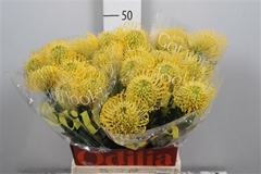Leuco Nut High Gold 50cm