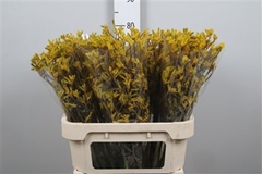 Anigoz Yindi 80cm