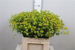 Bupleurum Rotundifol 65cm