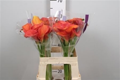 Zant Orange Pride 60cm