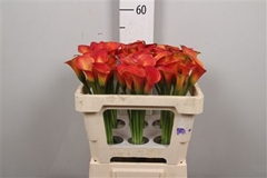 Zanted Dutch Glory 50cm