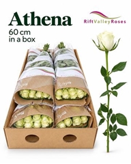 R Gr Athena 60cm