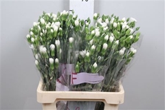 Di Tr Artic 65cm 23