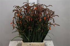 Crocos Emily Mckenzi 65cm