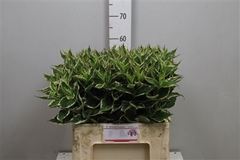 Weig Fl Nana Variega 60cm