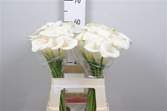 Zanted Ivory Art 60cm