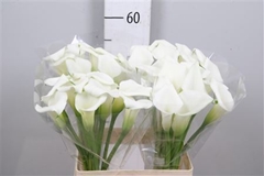 Zant Crystal Blush 60cm
