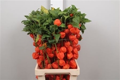 Physalis Lampion Tak 80cm