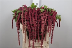 Amar Caud Rosary 75cm