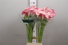 Zant Blushing Lady 90cm