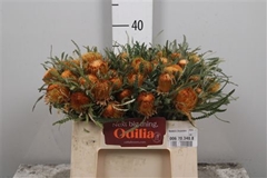 Banksia Formosa 35cm