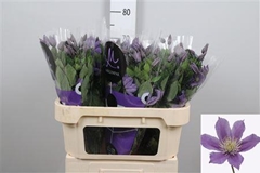 Clem Amazing Sofia 70cm 23 4