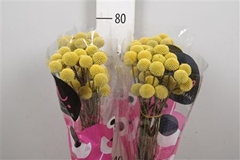 Cras Paintball Pop 70cm