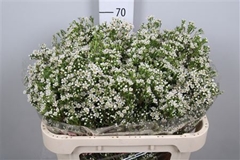 Chame Un Pearl Butto 70cm 55gram 24