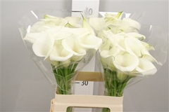 Zant White Art 60cm