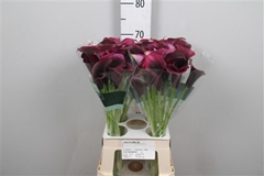 Zant Call Amazone 70cm