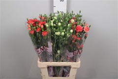 Di Tr Gem In Fust 70cm 23