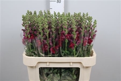 Antir Antibes Red 75cm