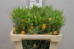 Sandersonia 55cm