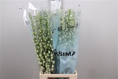 Delph El Guard White 90cm 34