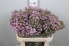 Chame Un Pirouette 80cm 55gram 24