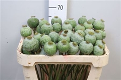 Papav Som Zaaddozen 65cm