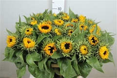 Helian An Sunrich Or 80cm 23