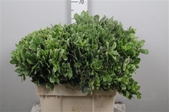 Pittosporum Ilan 60cm