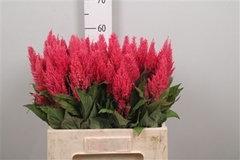 Cel P Cent Purp Rose 60cm