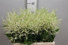 Astil Washington 60cm