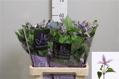 Clematis Star River 60cm 23 4