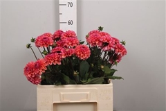 Dahl Daisy Duke 60cm