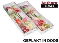 Anth A Mixed 13cm Ø