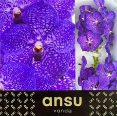 Vanda S Violet Blue 20cm